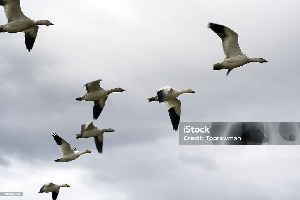 Snow Goose Flug - Lizenzfrei Bewegung Stock-Foto