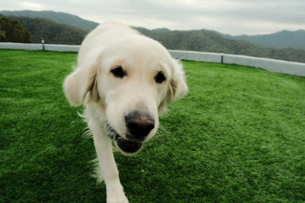 Golden dog playing ball in the garden at home. Artificial grass floor. Horizontal images