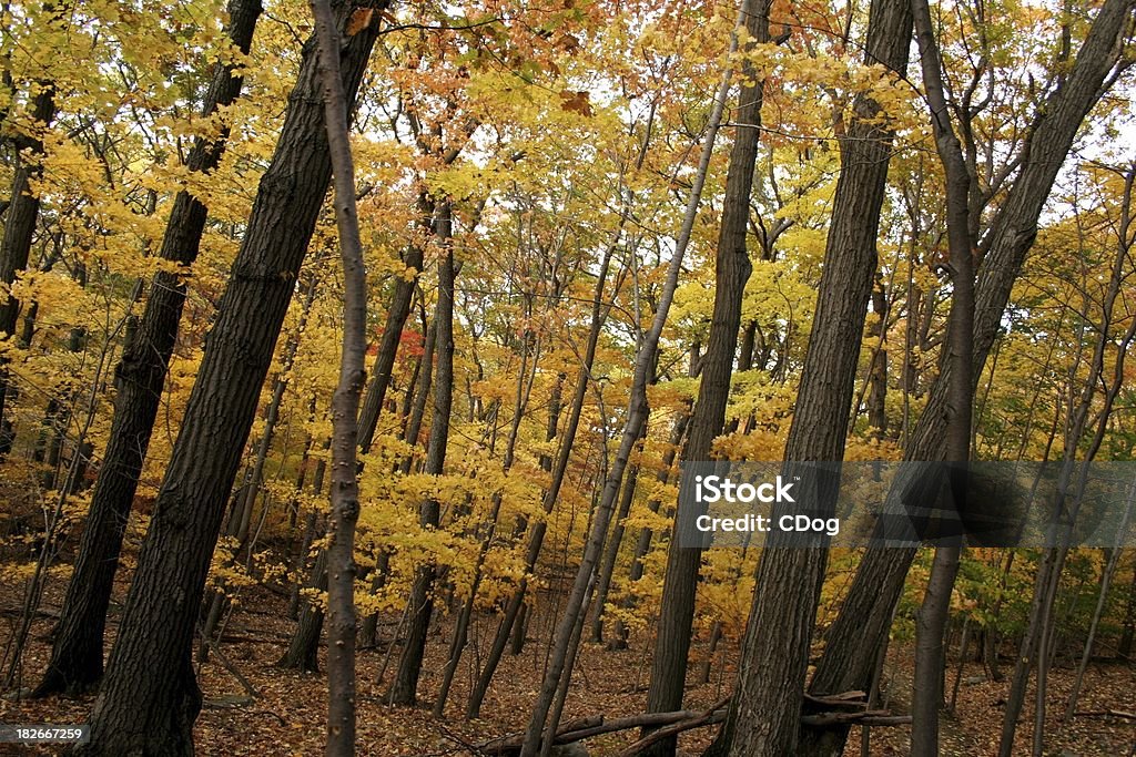 Diagonal trees in a yellow forest. A cluster of dark trees growing amid vivid autumn-colored leaves. Henry David Thoreau Stock Photo