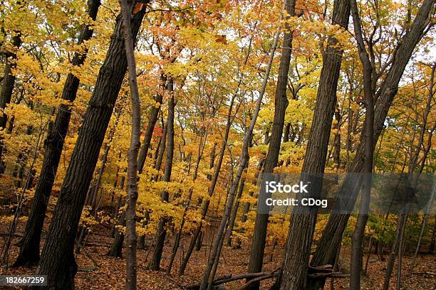 Diagonal Trees In A Yellow Forest Stock Photo - Download Image Now - Henry David Thoreau, Autumn, Backgrounds