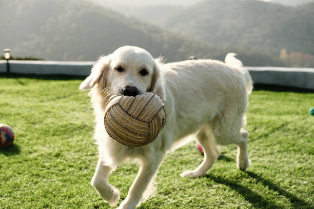 Golden dog playing ball in the garden at home. Artificial grass floor. Horizontal images