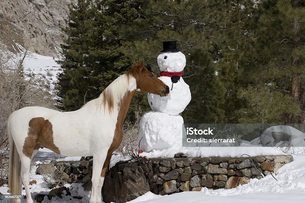 Olá, que foi o nariz - Royalty-free Cavalo - Família do Cavalo Foto de stock