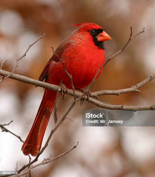 Männliche Northern Cardinal Stockfoto und mehr Bilder von Kardinal - Vogel - Kardinal - Vogel, Illinois, Indiana