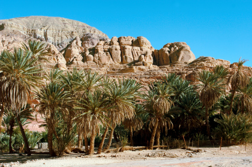 palm trees in a small oasis. arabia