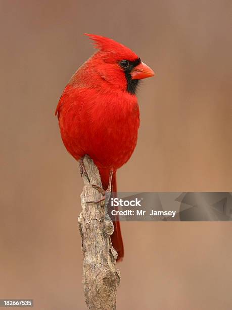 Foto de Vermelho e mais fotos de stock de Cardeal - Pássaro - Cardeal - Pássaro, Carolina do Norte - Estado dos EUA, Kentucky