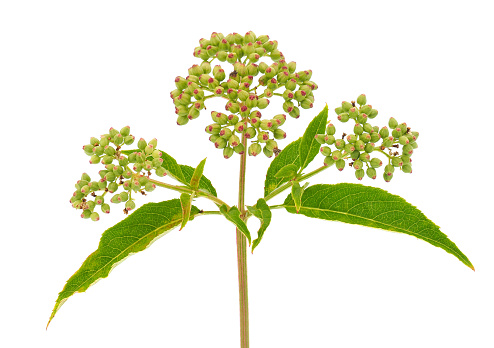 Sambucus ebulus, also known as danewort, dane weed, danesblood, dwarf elder or European dwarf elder, walewort, dwarf elderberry, elderwort and blood hilder, is a herbaceous species of elder, native to southern and central Europe and southwest Asia.