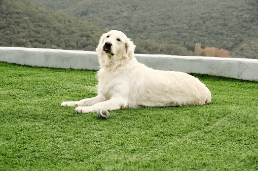 Golden dog playing ball in the garden at home. Artificial grass floor. Horizontal images
