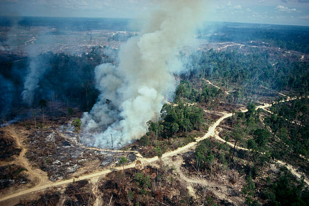 aquecimento global - landscape aerial view lumber industry agriculture - fotografias e filmes do acervo