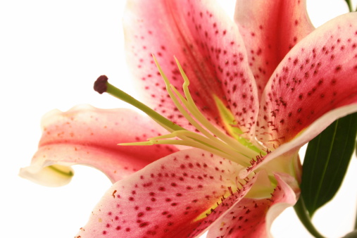 High key close up of an oriental tiger lilly isolated on a white background