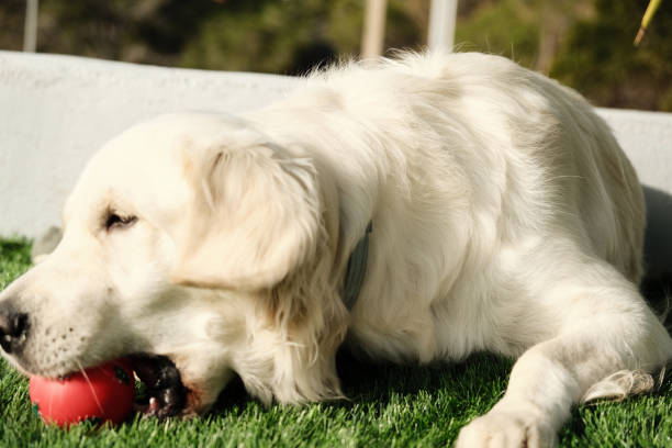 Golden dog playing ball in the garden at home. Artificial grass floor. Horizontal images
