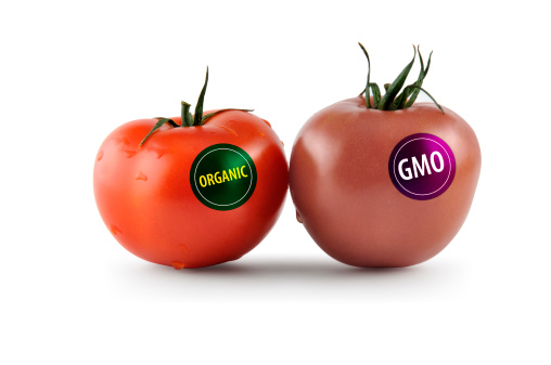 Genetically modified organisms concept with an organic tomato and a genetically modified tomato.