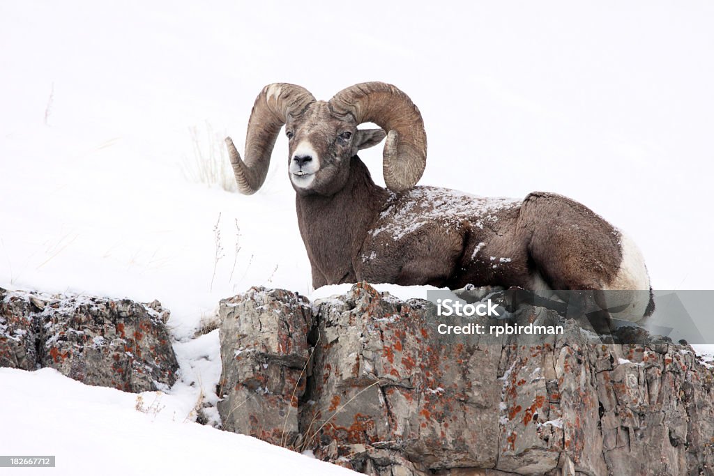 Pecora dalle grandi corna - Foto stock royalty-free di Ambientazione esterna