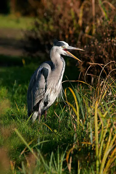 Photo of Great Blue Heron