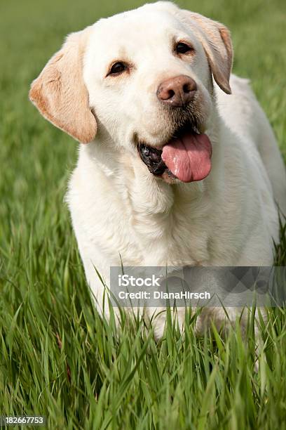 Labrador Retriever Stock Photo - Download Image Now - Alertness, Animal, Animal Mouth