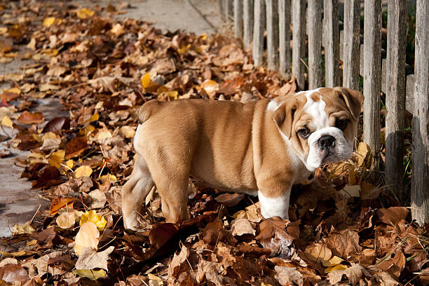 An English Bulldog puppy standing in fallen leaves next to an old picket fence