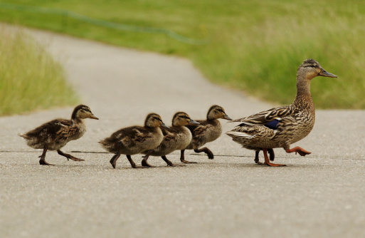 * Mumma duck leading the family. Isolated on white version also available here