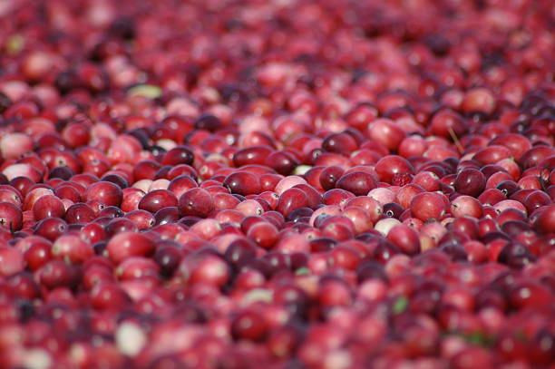 クランベリー - jellied cranberries 写真 ストックフォトと画像