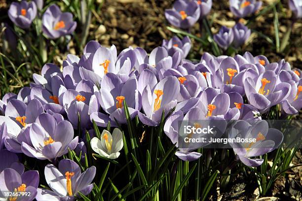 Krokus Stockfoto und mehr Bilder von Baumblüte - Baumblüte, Blatt - Pflanzenbestandteile, Blume