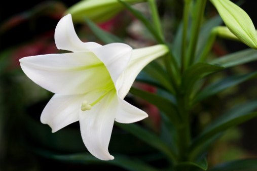 Close-up of Easter lily