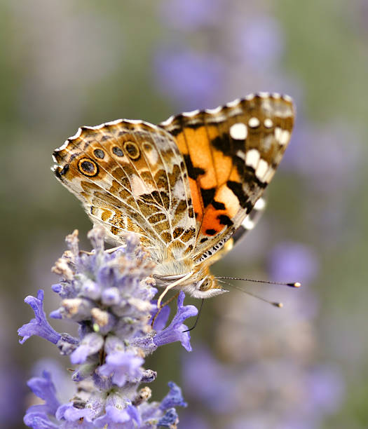 istock Thistle butterfly on lavenders 182668014