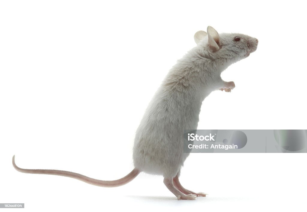 Do rato - Royalty-free Rato - Animal Foto de stock