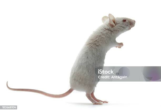 Do Rato - Fotografias de stock e mais imagens de Rato - Animal - Rato - Animal, Animal, Fundo Branco