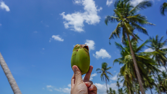 close up hand holding a small coconut on the beach close to the sea with coconut tree background.