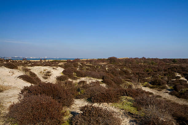 Sandbanks Beach "Moorland dunes on Sandbanks beach, Studland Bay in Dorset UK." studland heath stock pictures, royalty-free photos & images