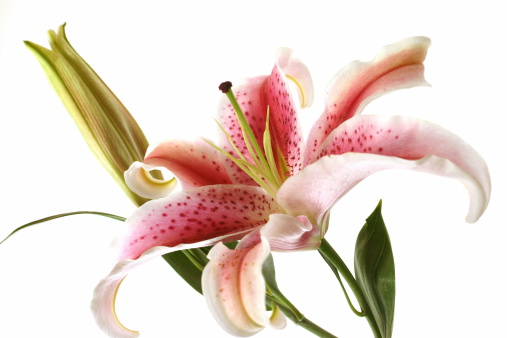High key close up of an oriental tiger lilly isolated on a white background