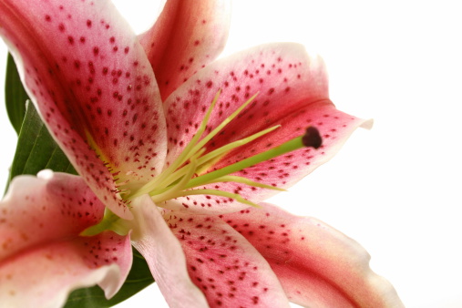 High key close up of an oriental tiger lilly isolated on a white background