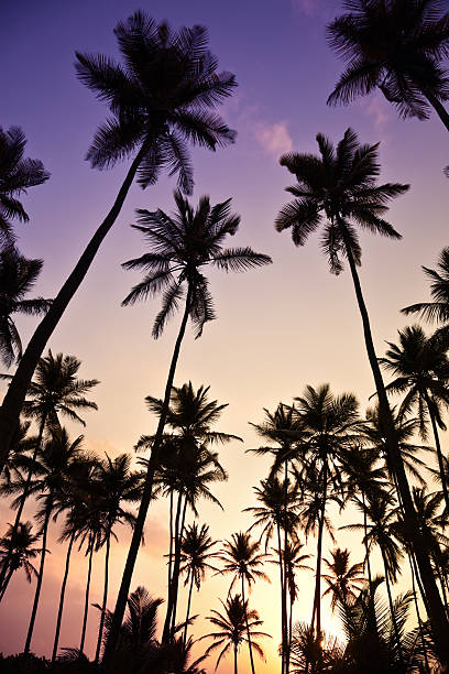 istock Tropical coconut trees at sunrise 182668425