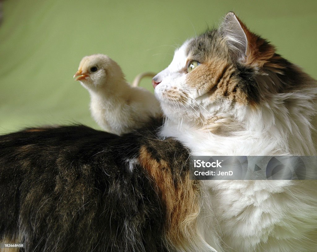 Peeps per gatti - Foto stock royalty-free di Animale