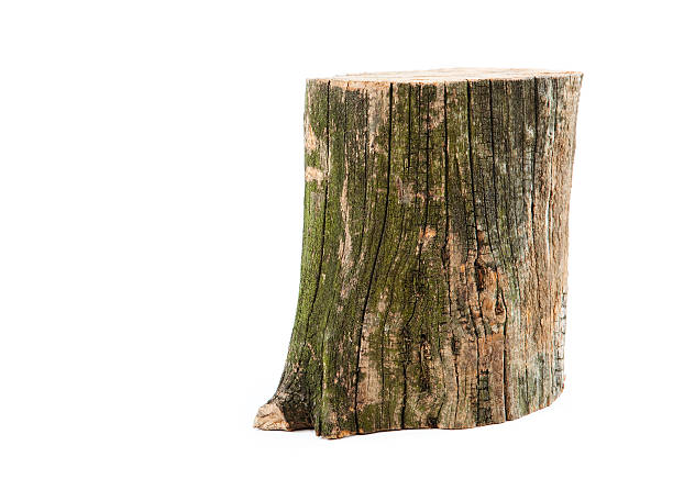 Piece of wood isolated on white