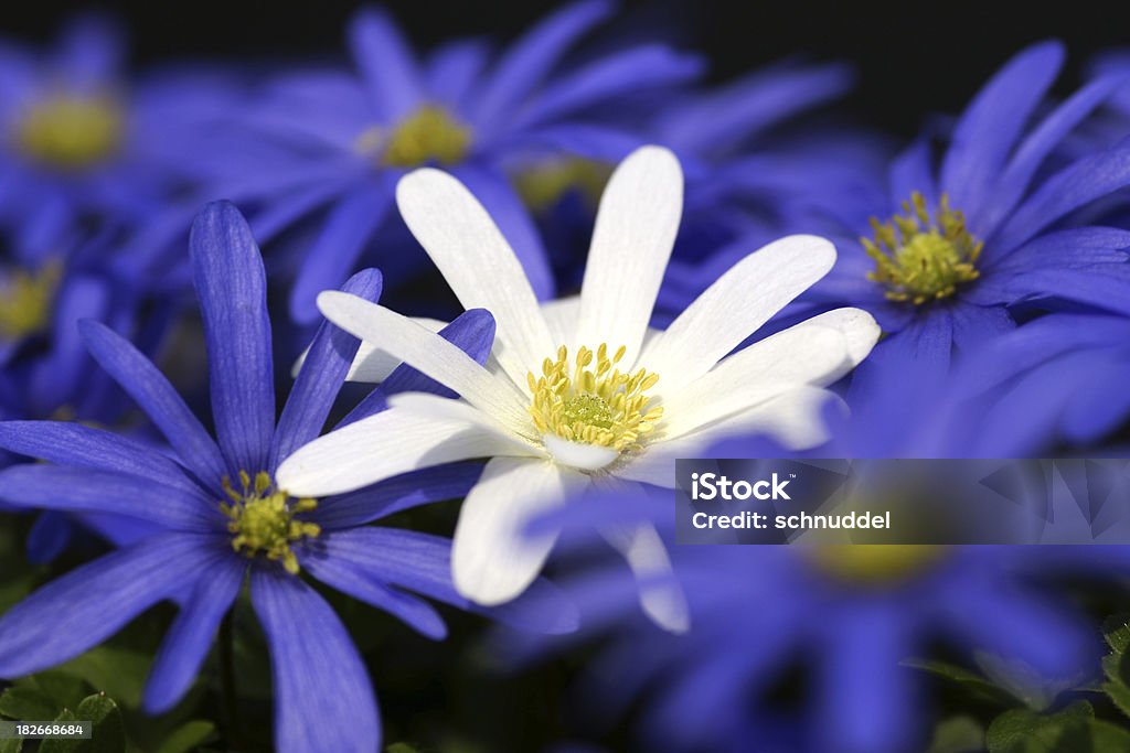 Синий и белый anemones - Стоковые фото Анемона роялти-фри
