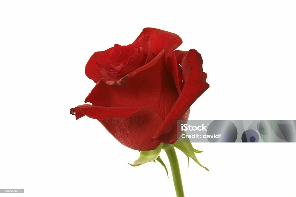 Красная роза - Стоковые фото Белый роялти-фри