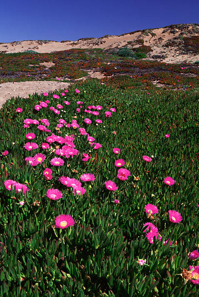 iceplant blumen - point reyes national seashore northern california beach california stock-fotos und bilder