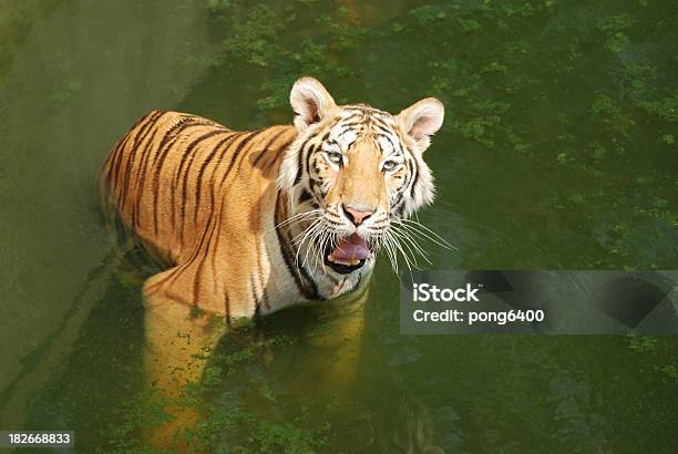 Foto de Tigre e mais fotos de stock de Animais caçando - Animais caçando, Animal, Calor