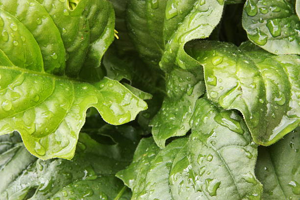 istock Lettuce Leaf Vegetable Food Plant 182668852