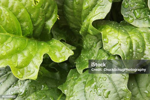 Lettuce Leaf Vegetable Food Plant Stock Photo - Download Image Now - Dandelion Green, American Culture, Baby Romaine