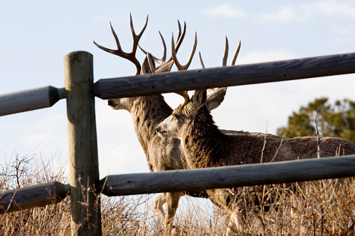 Two buck mule deer framed by a split rail fence on a beautiful Colorado spring morning.