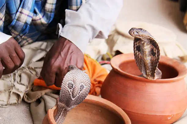 Two cobras snake on the streets of Varanasi in India