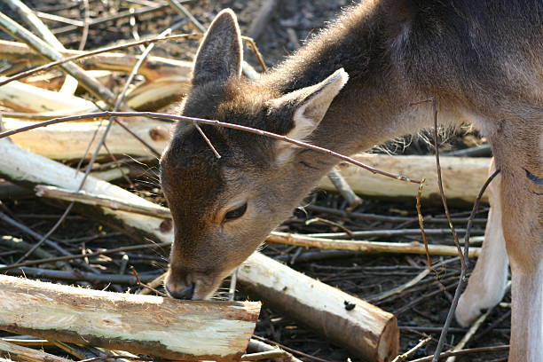 Young deer eating "Young deer eating rind, closeup" love roe deer stock pictures, royalty-free photos & images