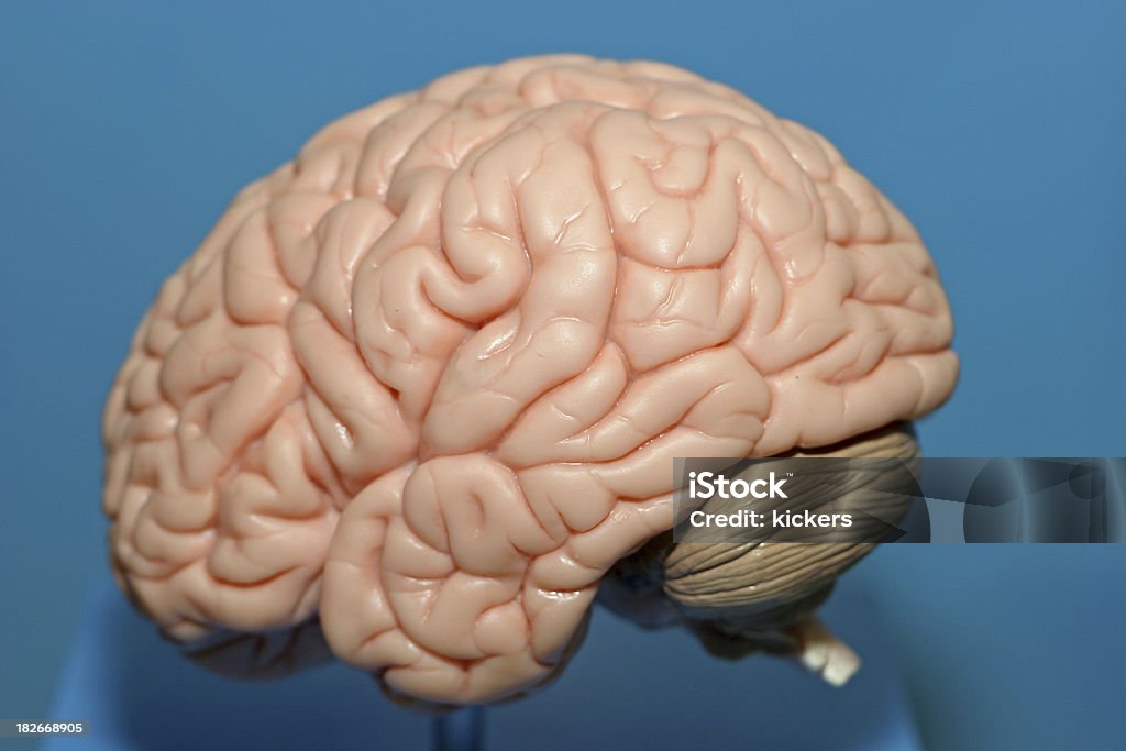 뇌 (인간 - 로열티 프리 감각 지각 스톡 사진