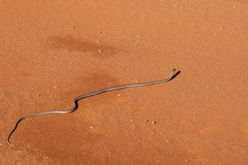 Black mamba poisonous snake in the wild