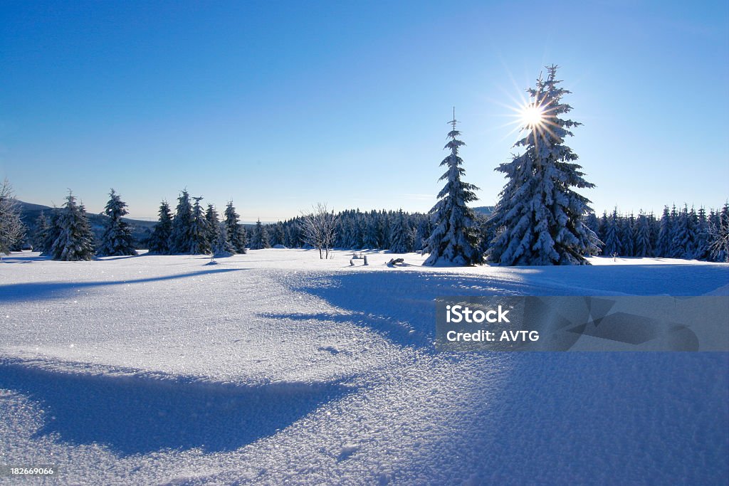 Зимние солнце с V-образным вырезом - Стоковые фото Пихта роялти-фри