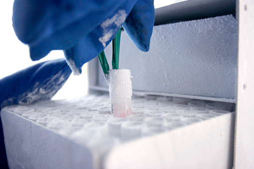 A research scientist removes a cryotube from a liquid nitrogen cell bank. The vial contains samples of mouse stem cells that have been frozen in the cell bank.