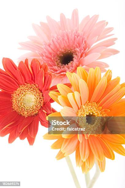 Daisies - zdjęcia stockowe i więcej obrazów Kwiat - Roślina - Kwiat - Roślina, Przezroczysty, Różowy