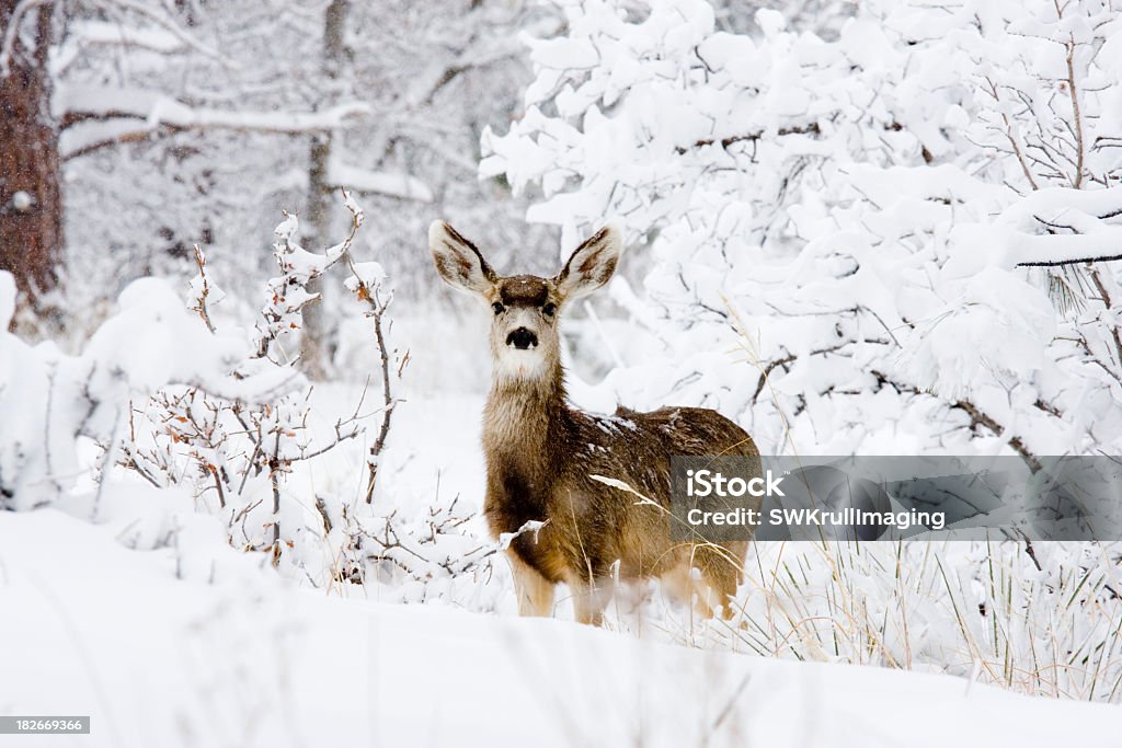 Neve molto forte Deer - Foto stock royalty-free di Albero