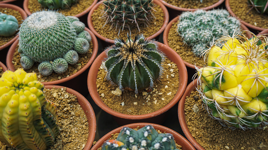 Top view of the cactus garden,Small potted plants greenhouse plant nursery and stores. Top View. Cacti or cactus, desert plant in many type and shape with its needle as leaf. Variety cactus in pot.