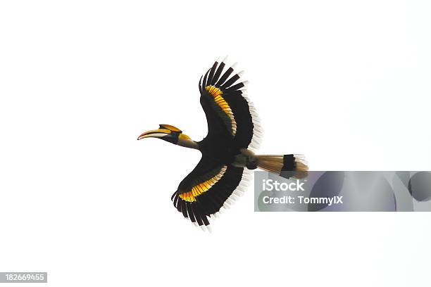 Great Hornbill Stock Photo - Download Image Now - Hornbill, Great Hornbill, Bird
